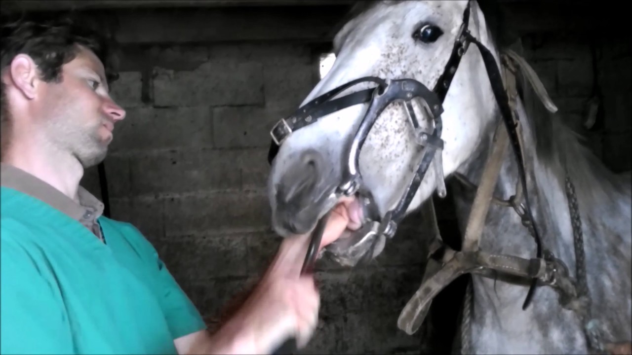 dentiste equin YouTube