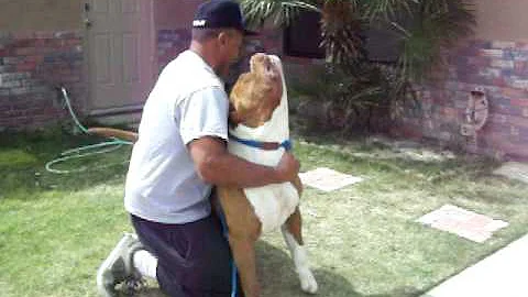 pibull biggest pit ever thanks billy and chalo  th...