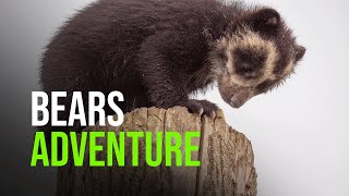 Rare Andean Bear Cubs Begin To Venture Out Of Cubbing Den