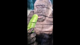 Gorilla Eating Huge Cucumber!