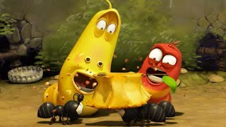 LARVA | Hormigas | 2017 Película Completa | Dibujos animados para niños