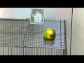 おしゃべりインコのピッピがご機嫌です！
