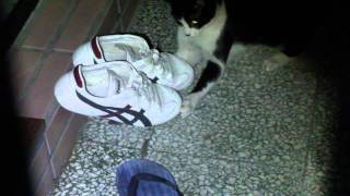 街貓 罔市阿抓到老鼠 20110216 18:41