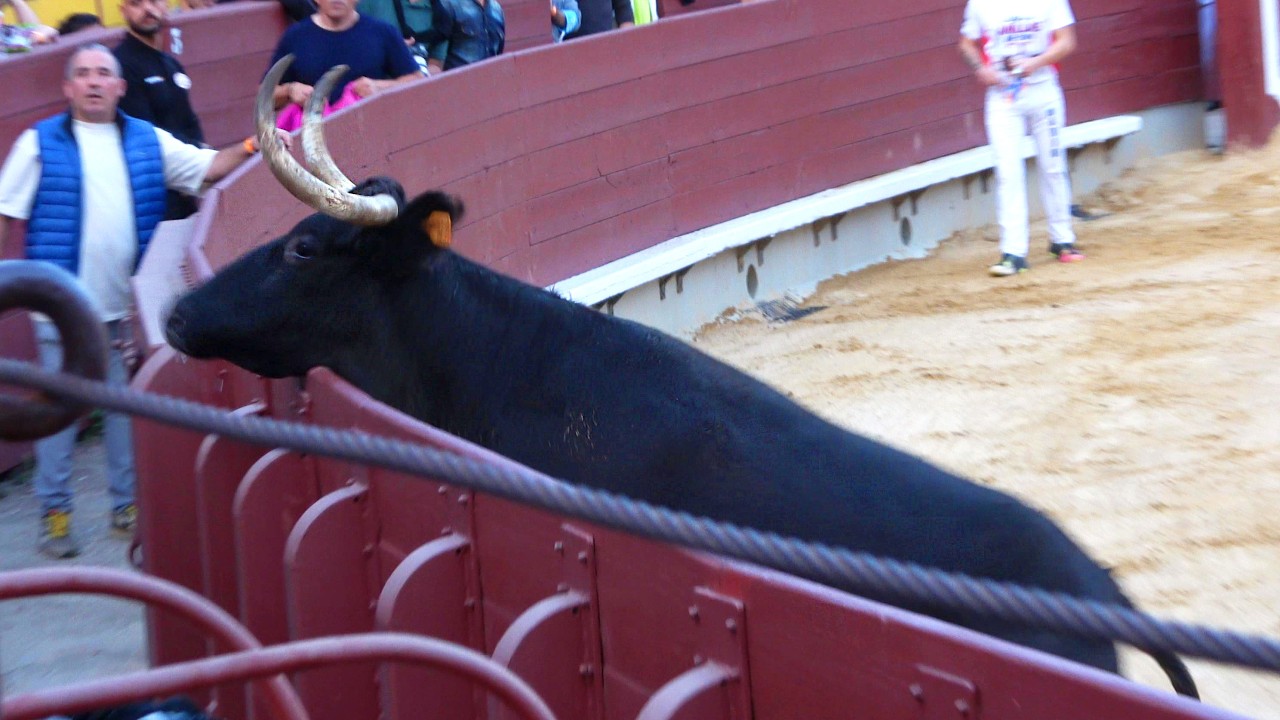 Браво Булл перепрыгивает через борт и сеет хаос.