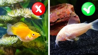 My Honest Review of 10 Beginner Fish from Petco