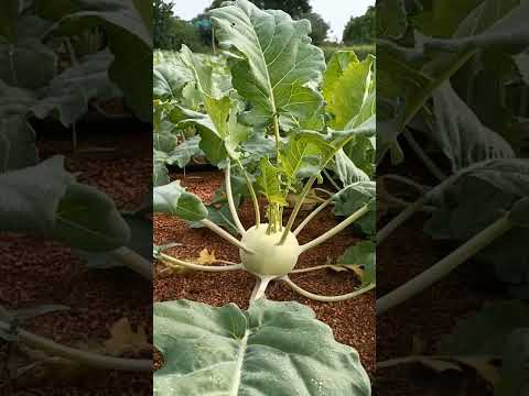 How to grow Cauliflower गांठ गोभी #shorts #agriculture #lokeshagrohub @YoutubeWaleBaba86