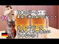 【日本のビール冷たすぎ】日本の常識に外国人が驚いた理由#猫マニ #猫ミーム