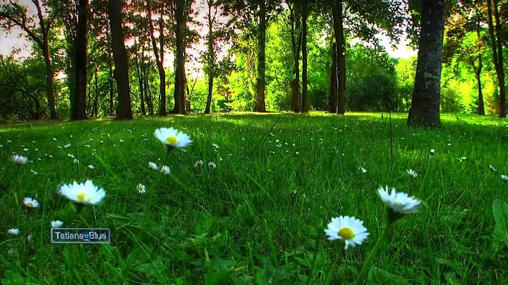 Diane Arkenstone - Rhythm of the Forest