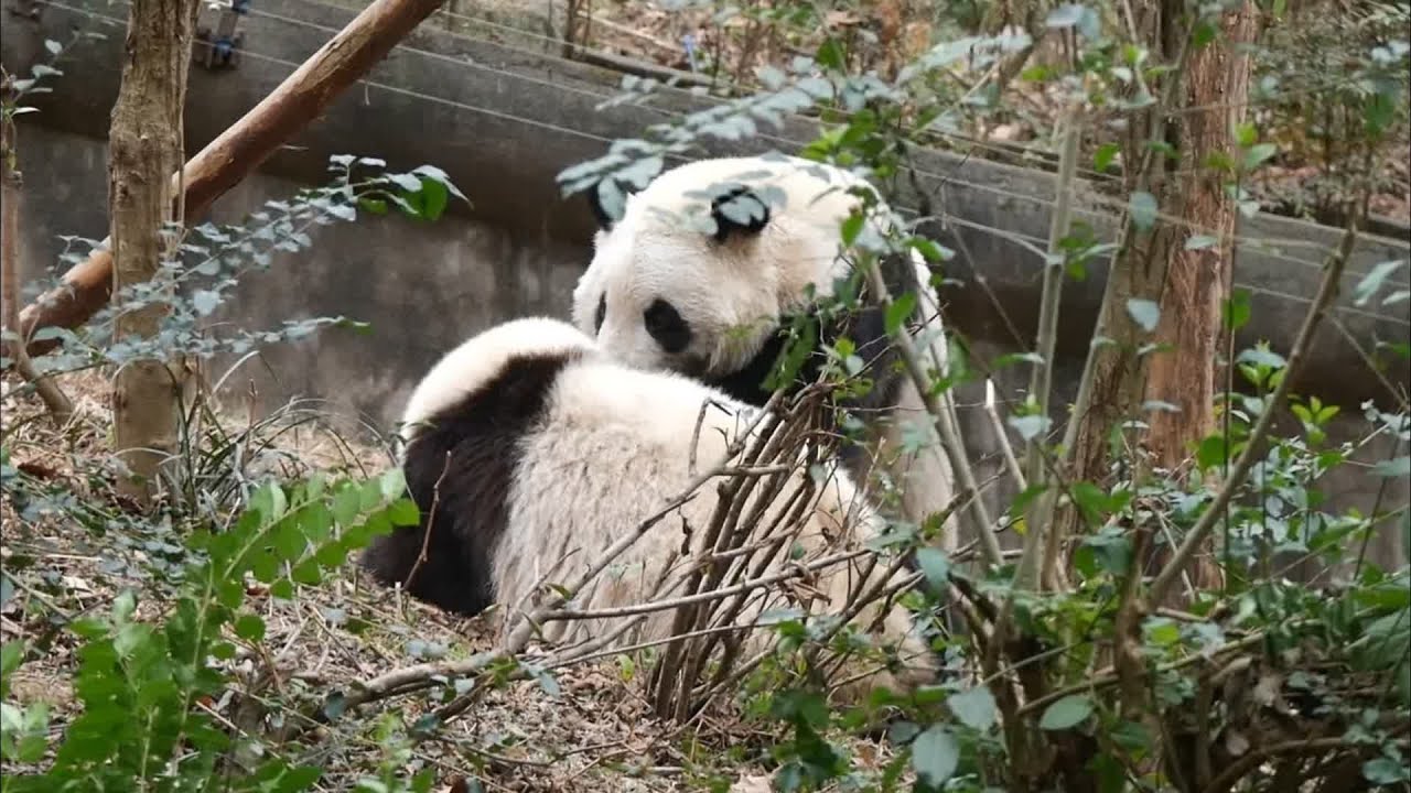 2.19 Play time before Grandpa comes...HeYe drags HeHua to the ditch...
