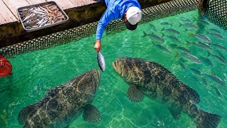 These Are The BIGGEST FISH Iv'e Ever Fed!!