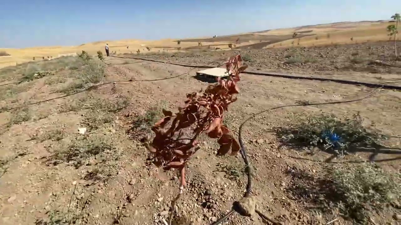 Bameydan fıstık bahçesi, sondajdan su ile depoya aktarım, damlama sulama yapmak