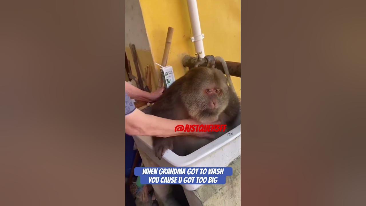 me-on-600-pound-life-funny-comedyvideos-quirkycomedy-funnyshorts