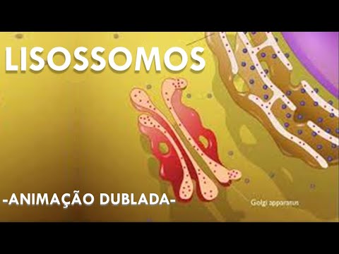 Vídeo: Quando os lisossomos ativados funcionam em quê?