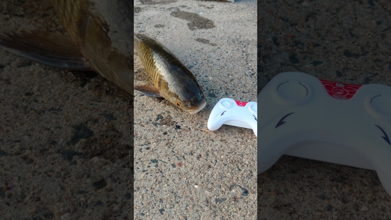 Распаковка оригинальной рыбки с дистанционным управлением