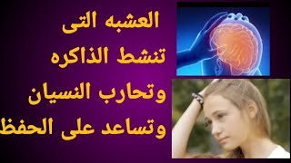 119-#عشبه تقوى الذاكرة وتساعد على التركيز,والحفظ, عند الكبار والأطفال