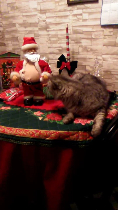 Kitty don't like Santa!