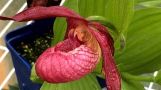 Cypripedium Orchids: The Cold Hardy Slipper Orchids care and culture