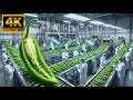 From Farm to Supermarket Fresh Green Chili Journey Food Supply Chain Documentary