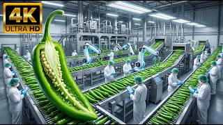 From Farm to Supermarket Fresh Green Chili Journey Food Supply Chain Documentary