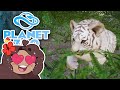 Searching for Siberian Tiger CUBS!! 🐏 Planet Zoo: Ice Ice Outpost • #47