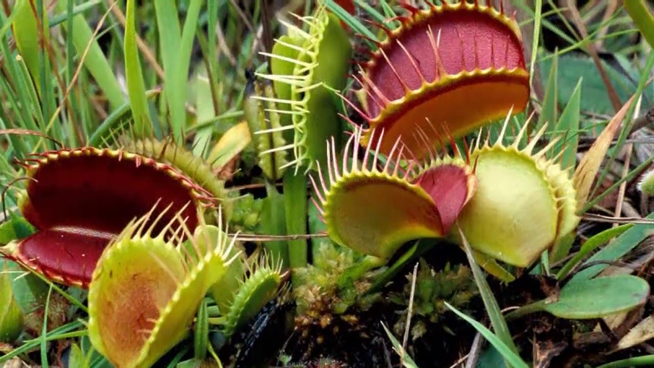 Какие растения называются редкими. Dionaea muscipula. Цветущая Венерина мухоловка. Цефалотус растение хищник. Хищные цветы амазонских джунглей.