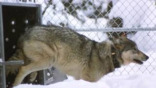 Breaking News Wolf Experts Excluded From Peer Review Did Science Lose Out?
