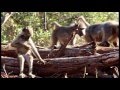 Baboon having lunch  too cute