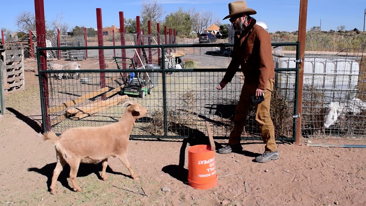 Trixie the agility goat practicing hurdle jumping