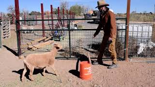 Trixie The Agility Goat Practicing Hurdle Jumping