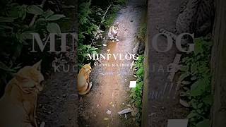 Download Lagu Kucing Lucu Kepengen Kawin #arthamamanagement # kucingkawin #kucinglucuterbaru MP3