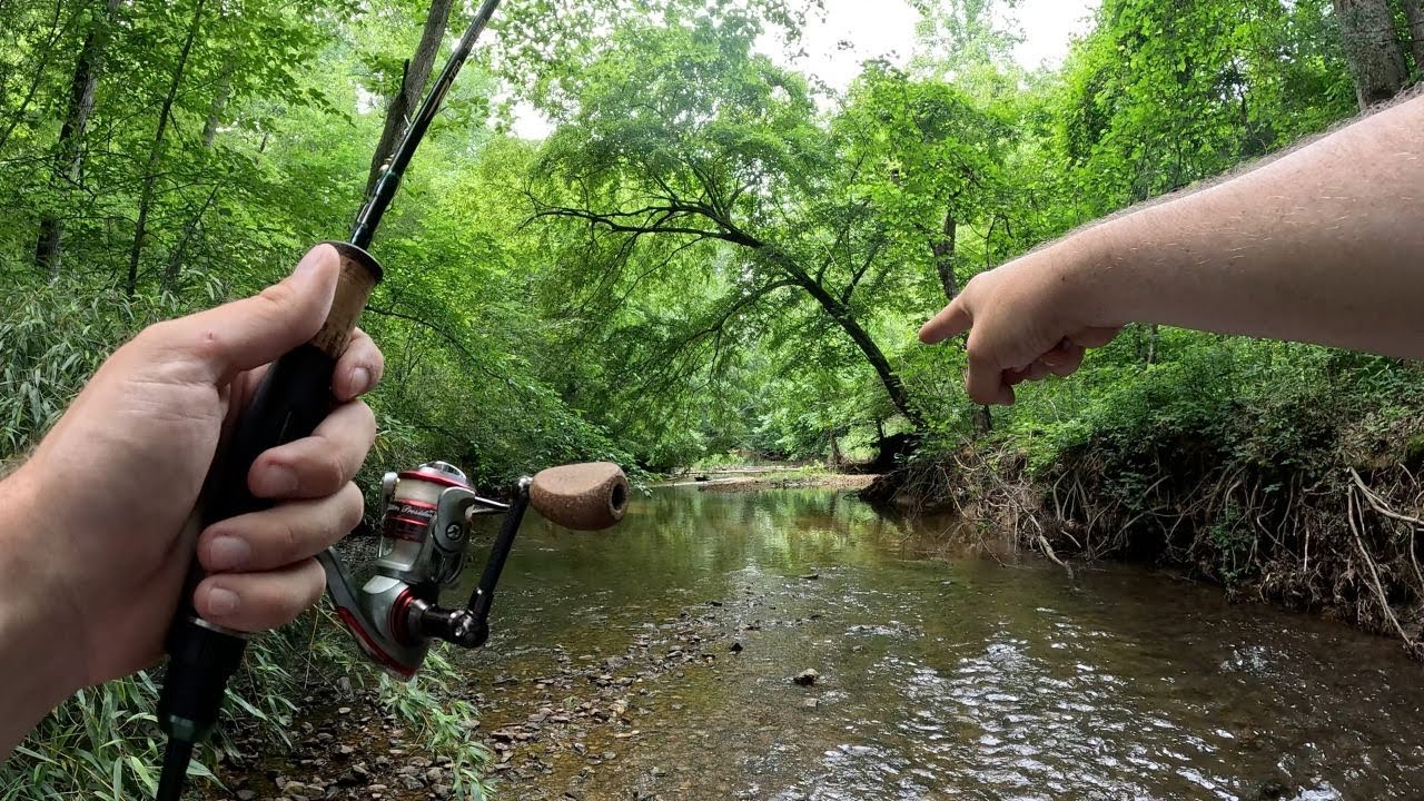 I Caught So Many Fish From This Urban Creek!