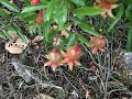 Grenadier nain punica granatum nana de petits fruits trs jolis