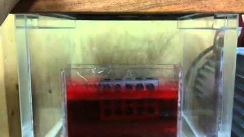 Cactus Juice in Action