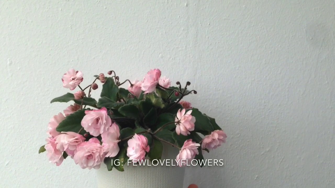 Фиалка Литуаника в цвету