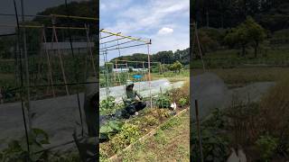 Giăng dây cho bầu leo #bau #lamvuon #music #nhacbolero #farming #nharuamit #nhatban #garden #diy
