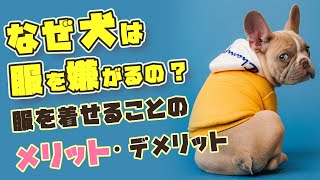 【ドッグトレーナー解説】意外と知らない犬に服を着せた時の効果【初心者向け】