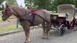 Passeggiata Folkloristica a Cavallo