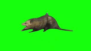 “I’m A Star!” (Possum Getting Dragged) - Green Screen