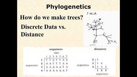 BIOL 3406 Unit 1 6 3 Inferring Phylogenies