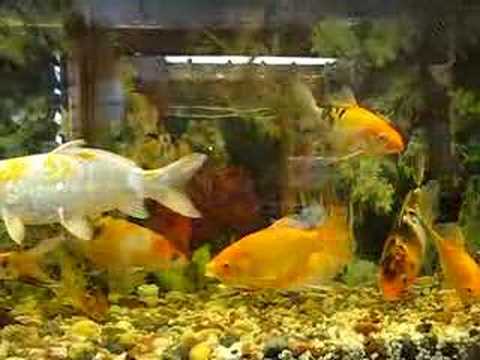 MY KOI FISH TANK - YouTube