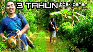 BERBURU TUPAI HAMA KELAPA || hunting for coconut pest squirels || SE-05 GHOSTBUSTER