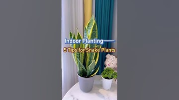 5 tips for planting snake plants #indoorplants #homegarden #snakeplant