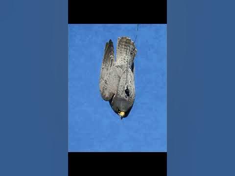 animal faster than cheetah 🐆 buy info fact news - YouTube