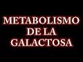 Metabolismo de la Galactosa y Enfermedades Relacionadas