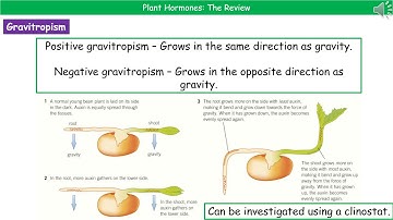 OCR Gateway A B3.2.6 Plant Hormones
