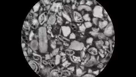 Microfossils