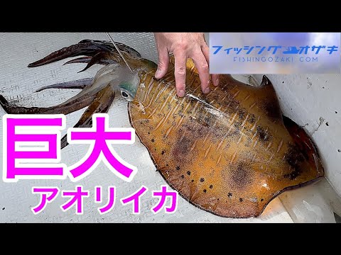 イカの王様 巨大 アオリイカの捌き方 塩辛と黒造りを作ります 釣って魚捌き動画 52 Youtube イカの王様 巨大 アオリイカの捌き方 塩辛と黒造りを作ります 釣って魚捌き動画 52 Youtube