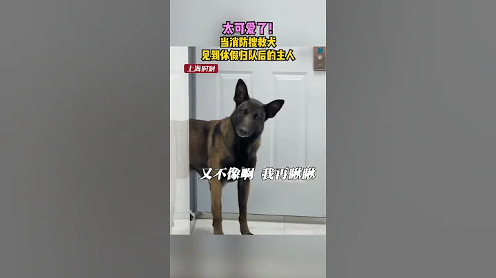 当消防搜救犬见到休假归队后的主人……太可爱了！  #上海 #shorts - 天天要闻