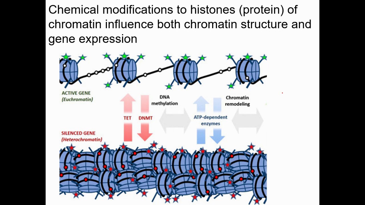 Regulation of gene expression in eukaryotes (part 1) - YouTube