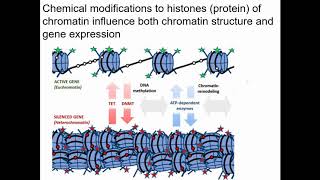 Regulation of gene expression in eukaryotes (part 1)